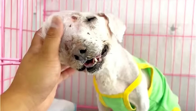 This brave dog, now known as Xiao Fu, waggled his tail despite his suffering. The degree of bone deterioration of the tumor is detected during a medical examination. The condition was serious, and the doctor suggested that treatment might be out of the question.